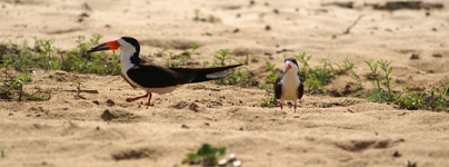 Black Skimmer